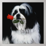 Le chien de Shih Tzu Affiches