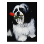 Le chien de Shih Tzu Cartes Postales
