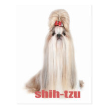 le chien de shih-tzu multiplie le シーズー - シーズー犬の品種 carte postale