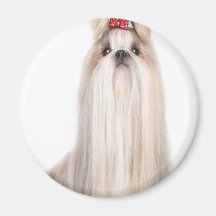le chien de shih-tzu multiplie le シーズー - シーズー犬の品種 aimants