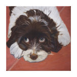 Le chien mignon de cocker a étiré la copie de toil toile tendue