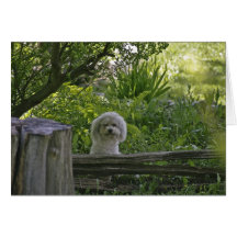 Le chiot carte de vœux