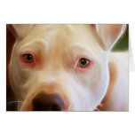 Le chiot de Pitbull observe la photographie d'art Carte De Vœux