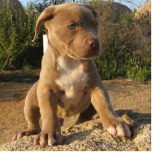 le chiot de pitbull sautent découpage en acrylique