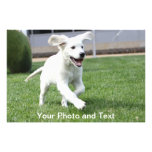 le chiot le plus mignon du monde impressions photo