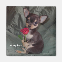 Le chiwawa mignon adorable de bébé joyeux s'est le magnets pour réfrigérateur