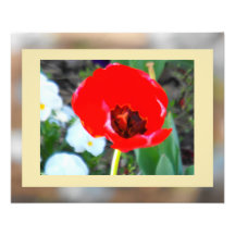 Le compagnon de tulipe photographie