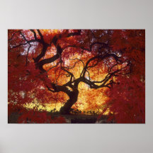 Le Connecticut : Darien, Acer d'érable japonais ' Posters