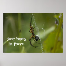 Le coup de toile d'araignée de banane juste dans l posters