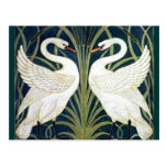 Le cygne et la précipitation et l'iris wallpaper l carte postale