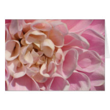 Le dahlia de Laurie Carte