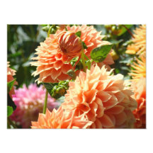 Le dahlia orange fleurit des copies de photographi