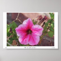 Le dernier pétunia rose posters