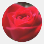 Le dernier rose de l'été autocollants