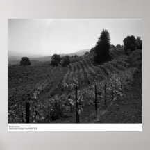 Le détail, vignobles de Draper s'approchent de la  Posters