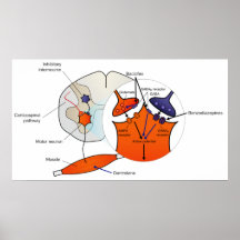 Le diagramme du relaxant musculaire effectue des S Posters