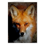 Le Fox rouge de l'Arkansas Carte De Vœux