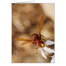 Le frelon oriental Orientalis Cartes