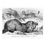 Le furet cartes postales