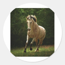 Le galop adhésifs