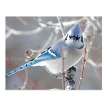Le geai bleu 1 carte postale