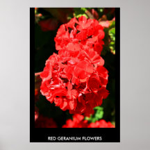 Le géranium rouge fleurit l'affiche, copie