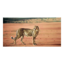 Le guépard imprime des cartes photos cartes de vœux avec photo