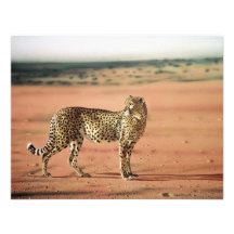 Le guépard imprime des invitations