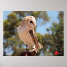 Le hibou de Harry Poster