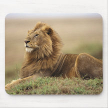 Le Kenya, masai Mara. Lion de mâle adulte sur le t Tapis De Souris