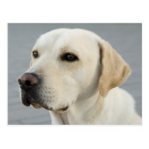 Le Labrador d'or cartes postales