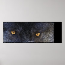 Le LOUP OBSERVE l'affiche d'art de faune