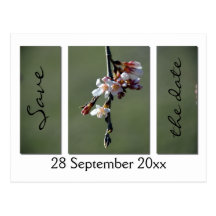 Le mariage pleurant de triptyque de cerise sauvent cartes postales