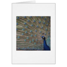 Le mur du paon pourpre des yeux cartes de vœux