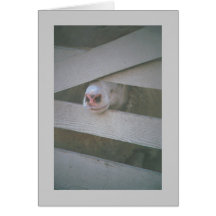 le museau du mouton par la barrière carte de vœux