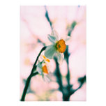 Le narcisse fleurit - le photog blanc et jaune dou