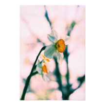 Le narcisse fleurit - le photog blanc et jaune dou
