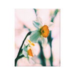 Le narcisse fleurit - le photog blanc et jaune dou impressions sur toile