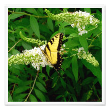 Le papillon Bush et le machaon Impression Photo