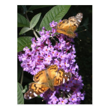 Le papillon jumelle la carte postale de ~