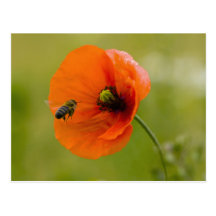 Le pavot avec l'abeille carte postale