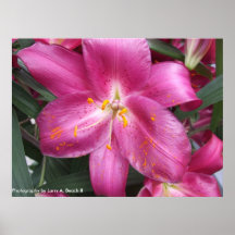 Le pollen arrosent, photographie par Larry A. Beac Posters