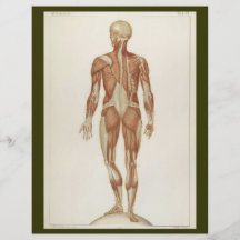 Le postérieur Muscles l'insecte Prospectus