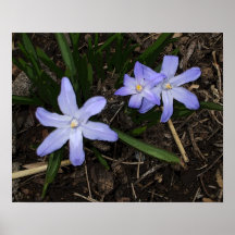 Le pourpre fleurit l'affiche