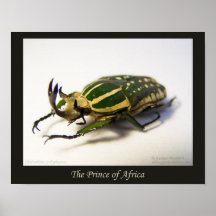 Le prince de l'Afrique Affiche