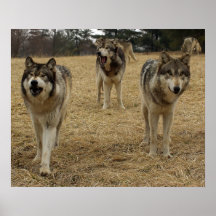 Le problème de loup vient ! posters