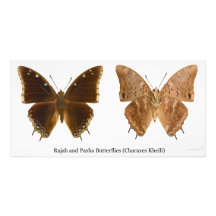 Le raja et les papillons Charaxes Kheili de Pasha Impressions Photographiques