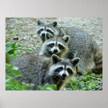 Le raton laveur trois posters