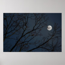 Le Robin et la lune Affiche