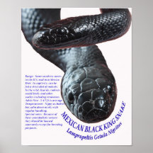 Le Roi noir mexicain serpent Poster